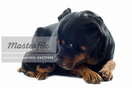 portrait of a purebred puppy rottweiler and adult  in front of white background