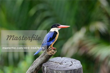 beautiful Black-capped Kingfisher (Halcyon pileata) possing on branch