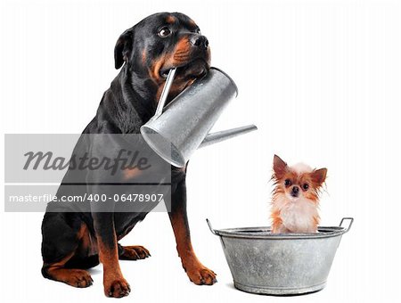 portrait of a purebred  chihuahua in a bassin and rottweiler with watering can  in front of white background