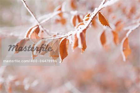 frozen leaves on the branch under the frost