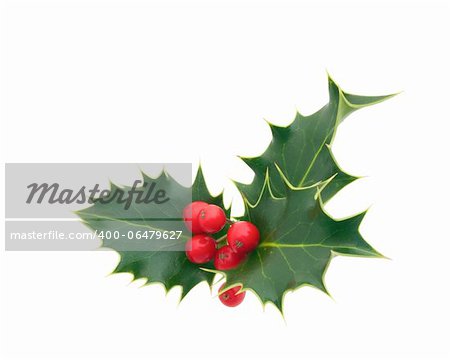 Holly Sprig on white