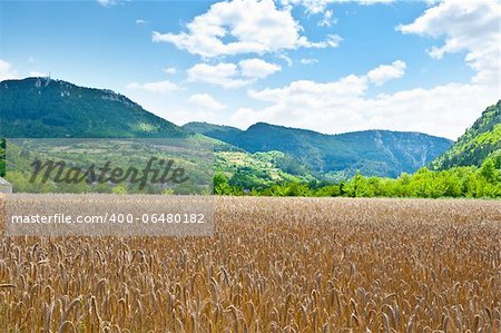 Wheat Field in the French Alps on a Cloudy Day