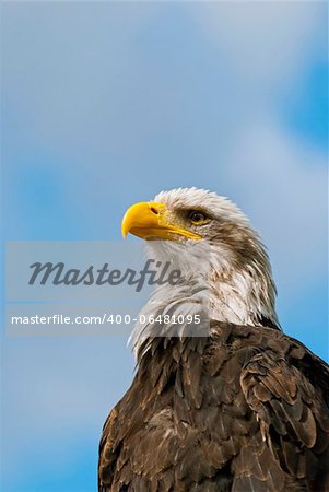 The Bald Eagle (Haliaeetus leucocephalus), a bird of prey found in North America.