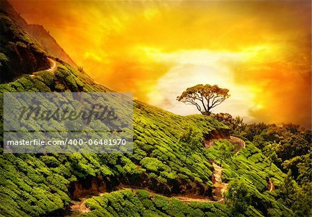 Tea plantation valley at dramatic orange sunset sky in Munnar, Kerala, India