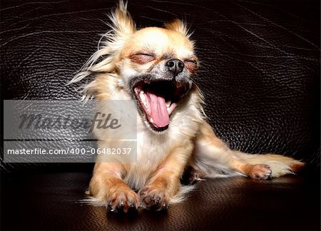 Cute Chihuahua yawning with mouth wide open