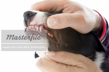 inspecting puppy teeth  in front of white background