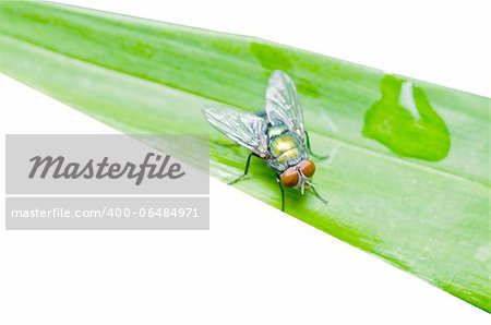 fly on leaf in green nature isolated