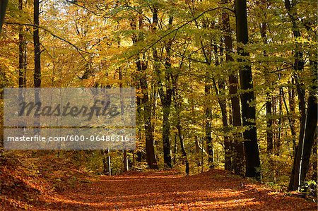 Trail through European Beech (Fagus sylvatica) Forest in Autumn, Upper Palatinate, Bavaria, Germany
