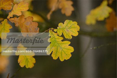 Close-up of English Oak (Quercus robur) Leaves in Autumn, Neumarkt, Upper Palatinate, Bavaria, Germany