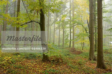 European Beech (Fagus sylvatica) Forest in Autumn, Upper Palatinate, Bavaria, Germany