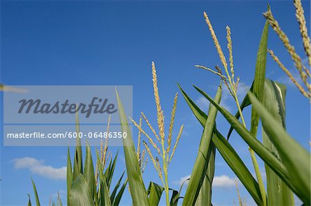 Close-up of Cornfield (Zea mays) and Blue Sky, Upper Palatinate, Bavaria, Germany