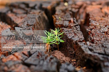 Norway Spruce (Picea abies) Seedlings Growing in Old Wood, Upper Palatinate, Bavaria, Germany