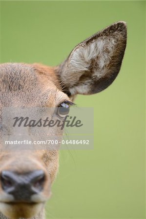 Close-Up of Red Deer's Face (Cervus elaphus)