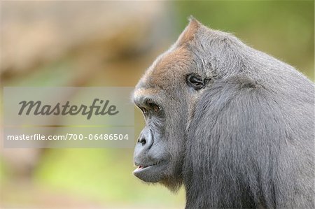 Profile of Western Lowland Gorilla (Gorilla gorilla gorilla)