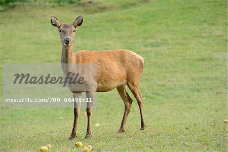 Red Deer (Cervus elaphus) Standing in Field