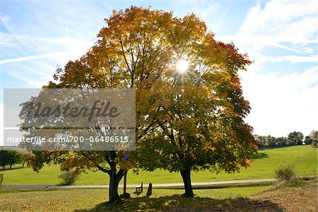 Bench Beneath Field Maple Trees by Side of Road in Autumn, Upper Palatinate, Bavaria, Germany