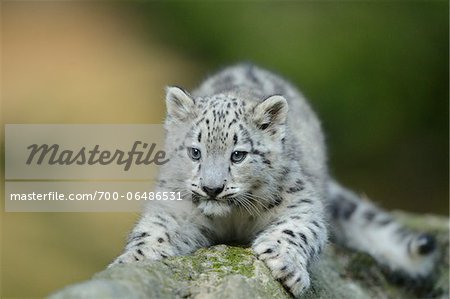 Snow Leopard (uncia uncia) Cub Lying on Rock