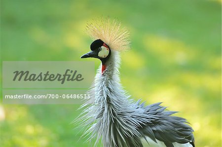 Gray Crowned Crane (Balearica regulorum) with Ruffled Feathers