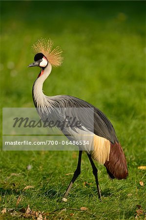 Grey Crowned Crane (Balearica regulorum) Walking in Grass Grey Crowned Crane (Balearica regulorum) Walking in Grass