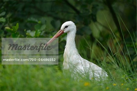 White Stork (Ciconia ciconia) in Tall Grass