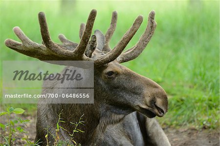 Close-Up of Moose (Alces alces) with Antlers Lying Down, Bavaria, Germany