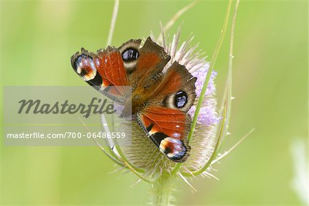 Peacock Butterfly (Inachis io) on Fuller's Teasel Thistle, Upper Palatinate, Bavaria, Germany