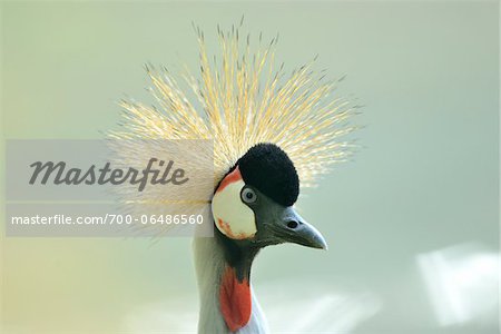 Close-Up of Grey Crowned Crane's Head and Face (Balearica regulorum) Close-Up of Grey Crowned Crane's Head and Face (Balearica regulorum)