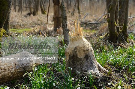 Tree Trunk Cut by Beavers and Leucojum Vernum in Early Springtime, Oberpfalz, Bavaria, Germany