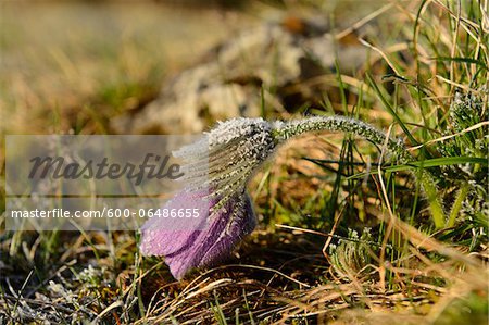 Close-Up of Pulsatilla Vulgaris, Pasque Flower, Oberpfalz, Bavaria, Germany