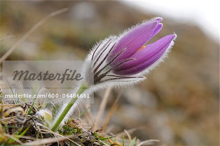 Close-Up of Pulsatilla Vulgaris, Pasque Flower, Oberpfalz, Bavaria, Germany