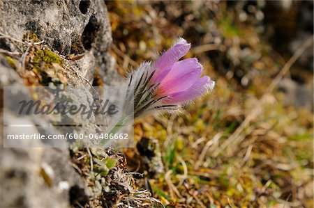 Close-Up of Pulsatilla Vulgaris, Pasque Flower, Oberpfalz, Bavaria, Germany