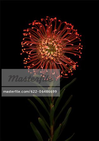 Pincushion flower on black background