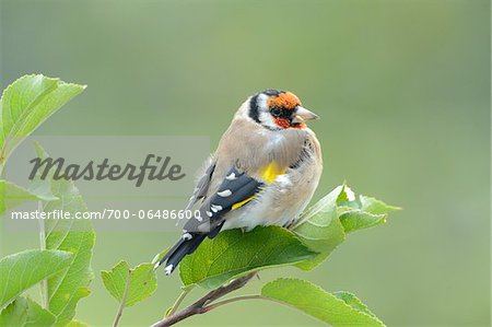 Close-Up of European Goldfinch (Carduelis carduelis) on Branch