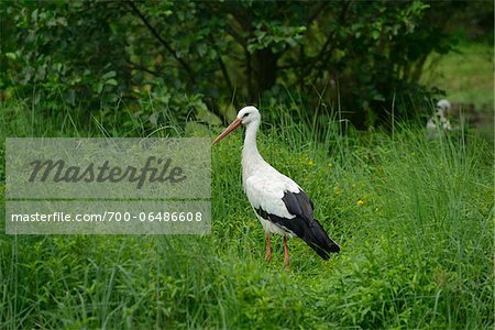 White Stork (Ciconia ciconia) in Tall Grass