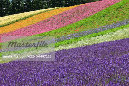 Flower field in Zerubu hills, Hokkaido