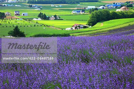 Flower field in Zerubu hills, Hokkaido