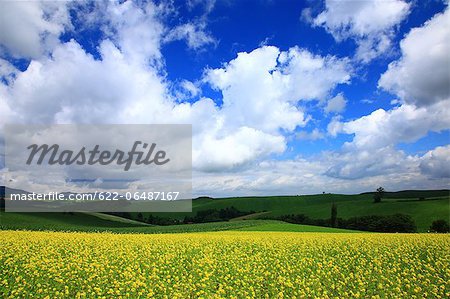 Flower field in Biei, Hokkaido