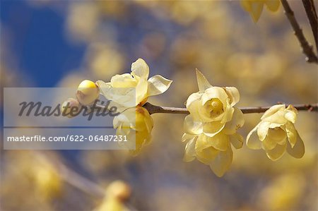 Wintersweet flowers