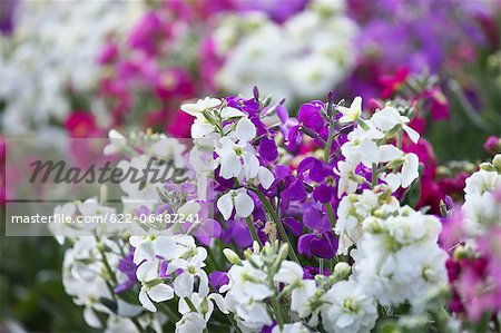 Flower field in Chikura, Chiba Prefecture