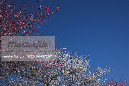 Plum blossoms and blue sky