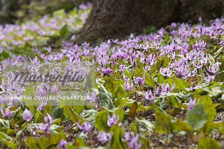 Japanese dogs tooth violet flowers