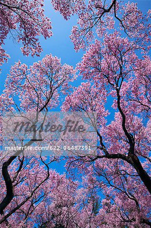 Cherry blossoms and blue sky