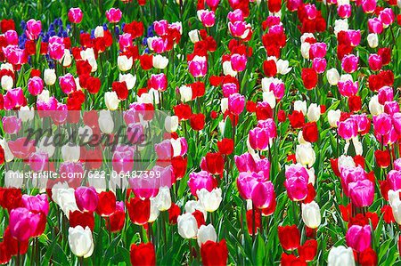 Tulip flowers, Ibaraki Prefecture