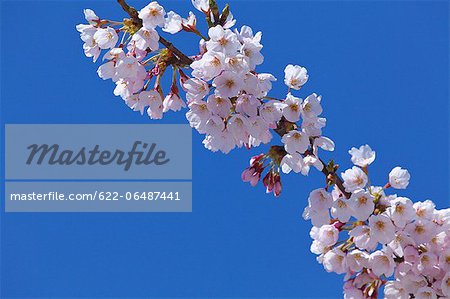 Cherry blossoms and blue sky