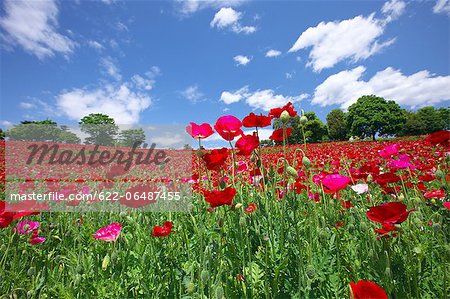 Poppy flowers, Tokyo Prefecture