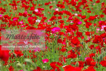 Poppy flowers, Tokyo Prefecture