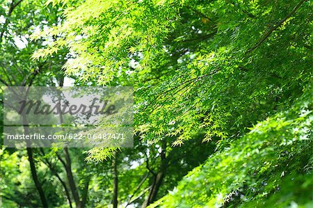 Trees and green leaves