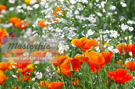 Poppy flowers