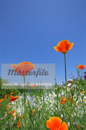 Poppy flowers and blue sky