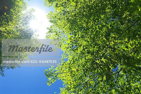 Green leaves and blue sky